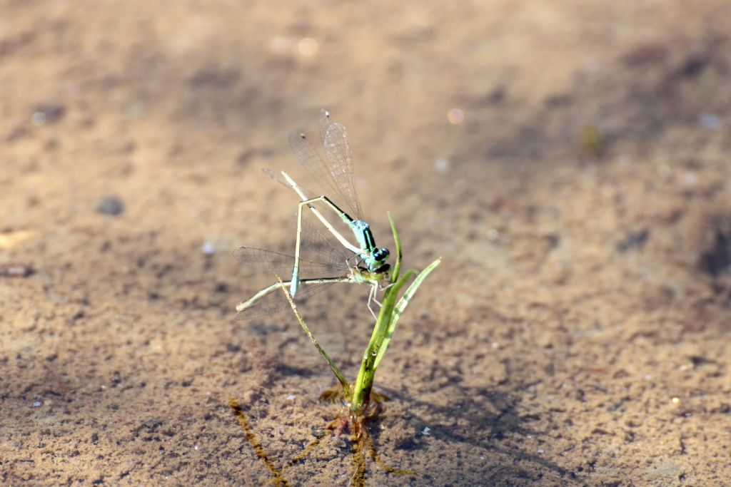 Non so se � frequente ... Ischnura pumilio femmina ...